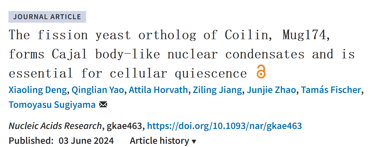 生命学院Tomoyasu Sugiyama组揭示裂殖酵母Coilin同源物Mug174调控静息期分子机制